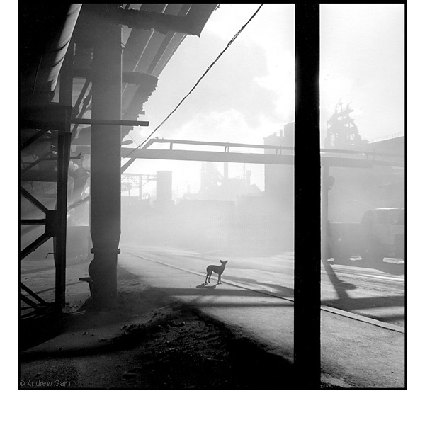 Dog in Coke Dust, MMK Steel Works, Siberia